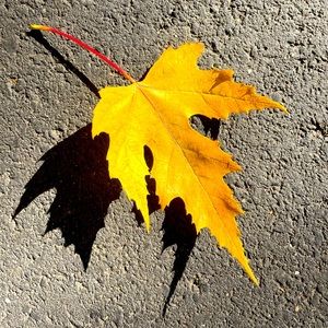 Meet your Posher, Leah